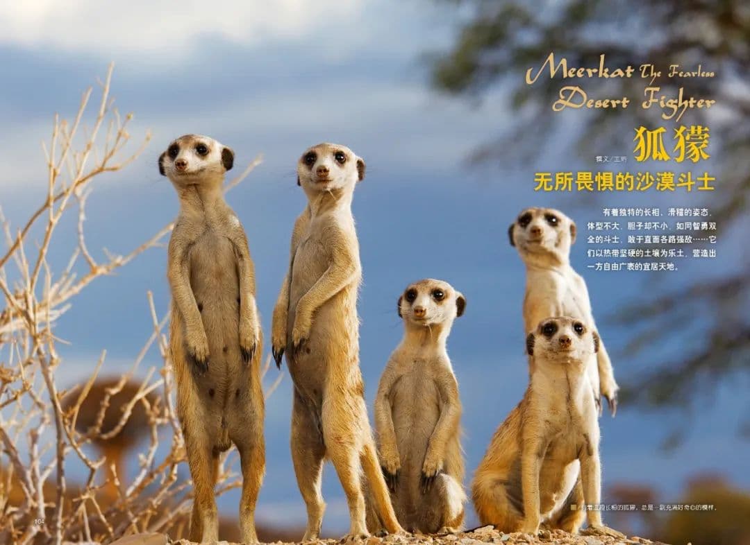 狐獴：无所畏惧的沙漠斗士