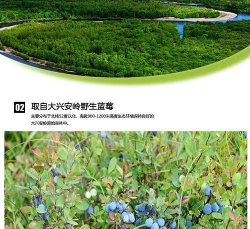 北方蓝莓品种排名及最佳选择