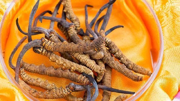 真菌和细菌的区别：从生物类型到细胞结构的全面解析