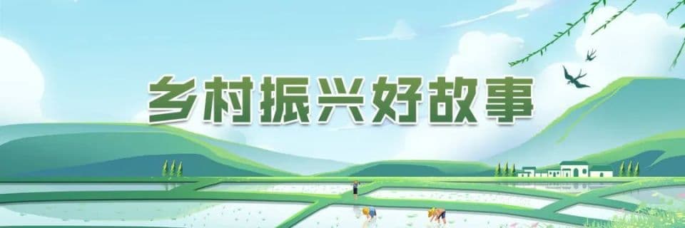 乡村振兴好故事｜亩产1500斤！净赚1500元！小红薯带来大收益
