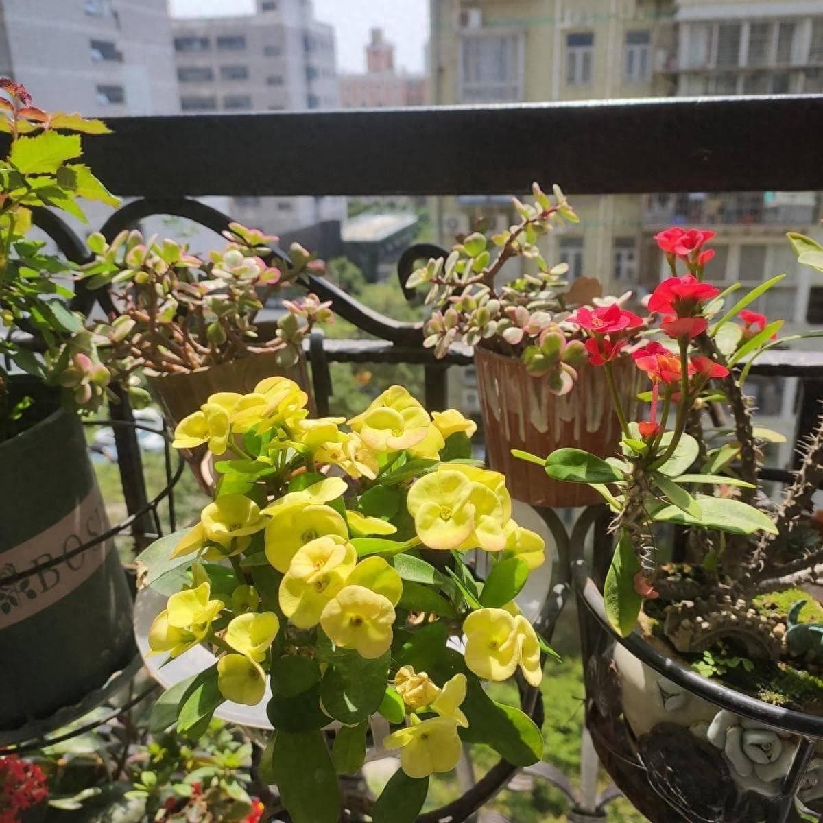 5种公认的“吸毒花”，客厅再小也要养1盆，除味健康又好养