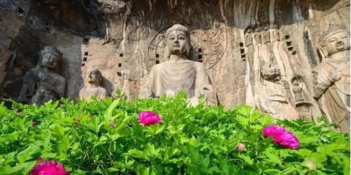 来洛阳赏国色天香！第42届牡丹文化节亮点纷呈