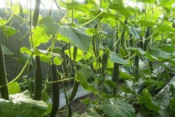 黄瓜种植时间在几月？
