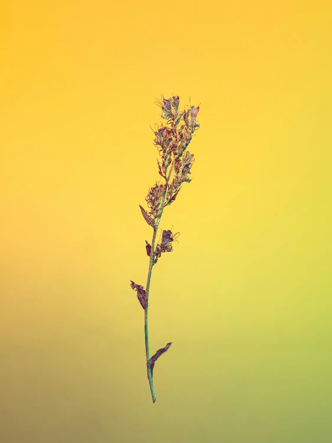 谷草：古法养生的秘密武器