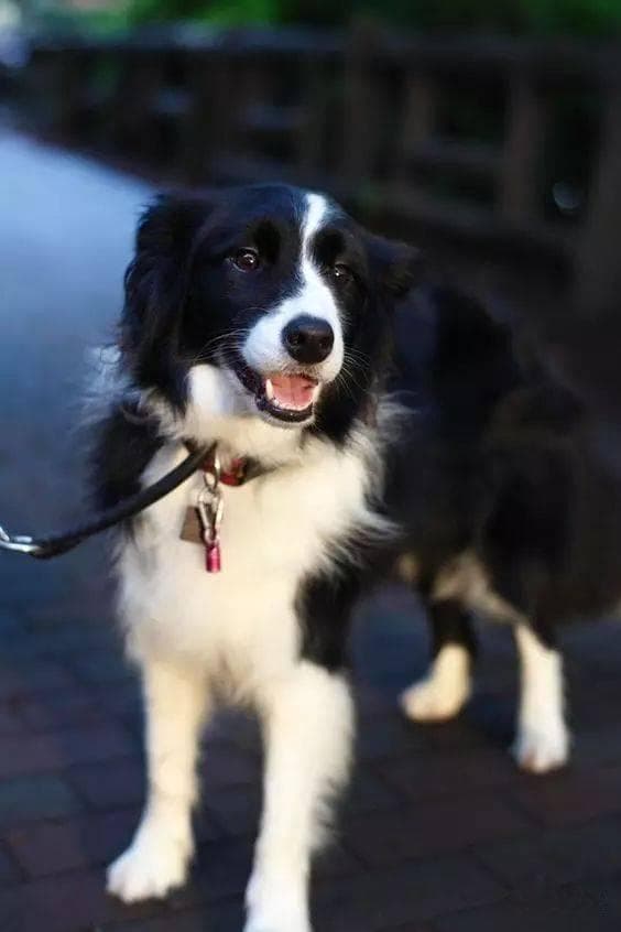 边境牧羊犬跟随训练指南：室内户外两步走
