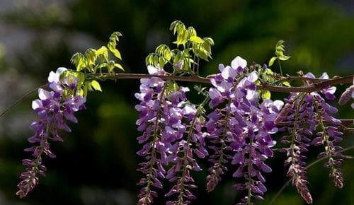 紫藤花的花语——寄托爱与希望（紫藤花的花语及象征意义）
