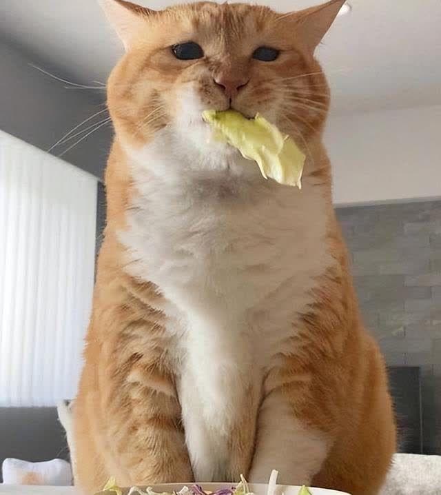 “注意”！这几种蔬菜，给猫猫吃是在害它