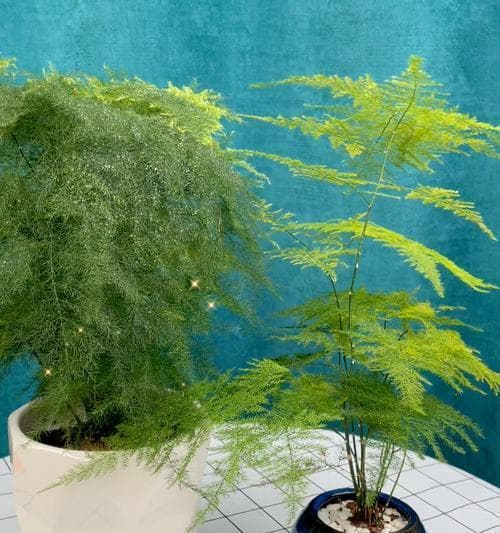文竹的寓意与象征（探寻文竹的美丽与深意）