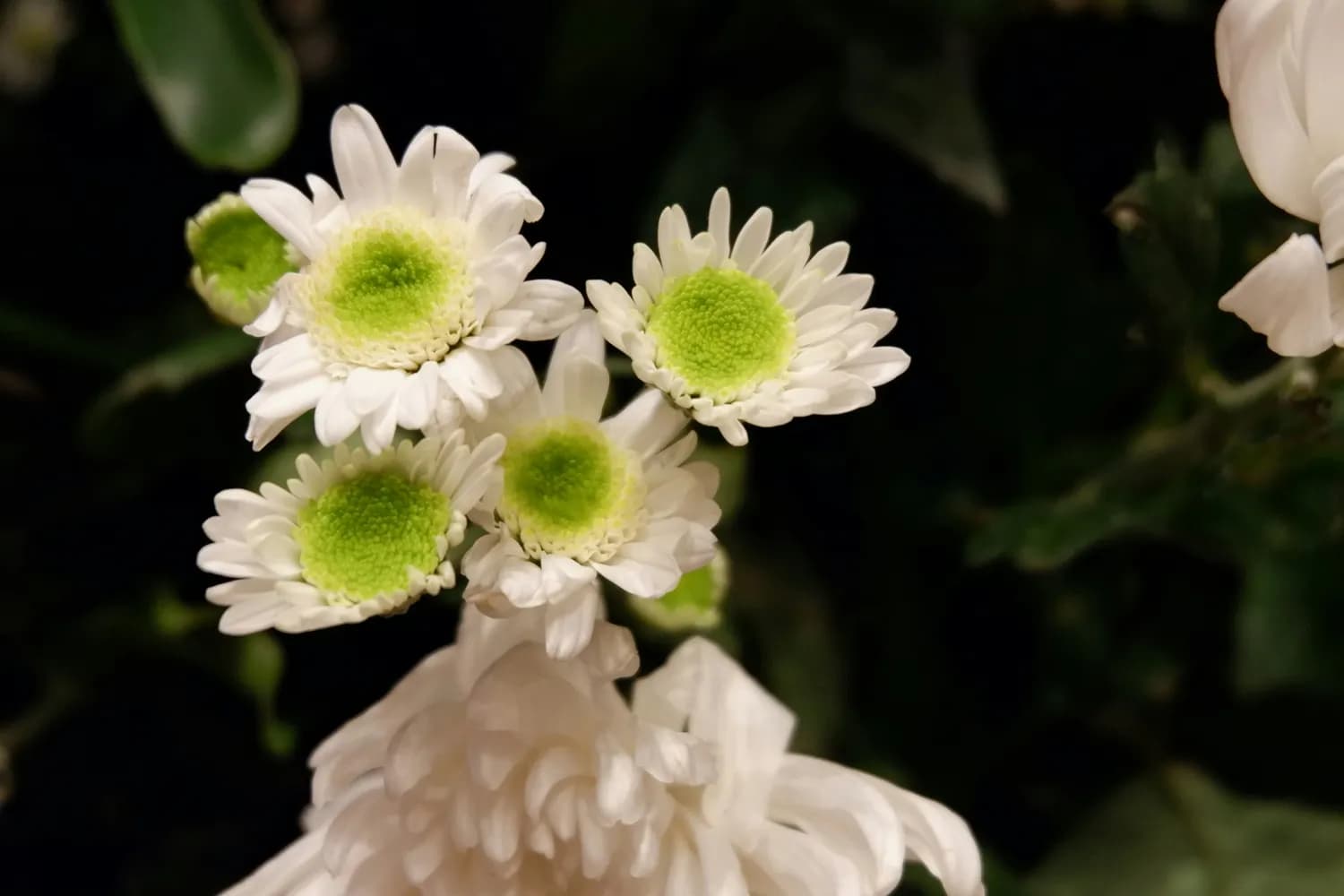 秋冬养生正当时：杭白菊、胎菊、贡菊大比拼