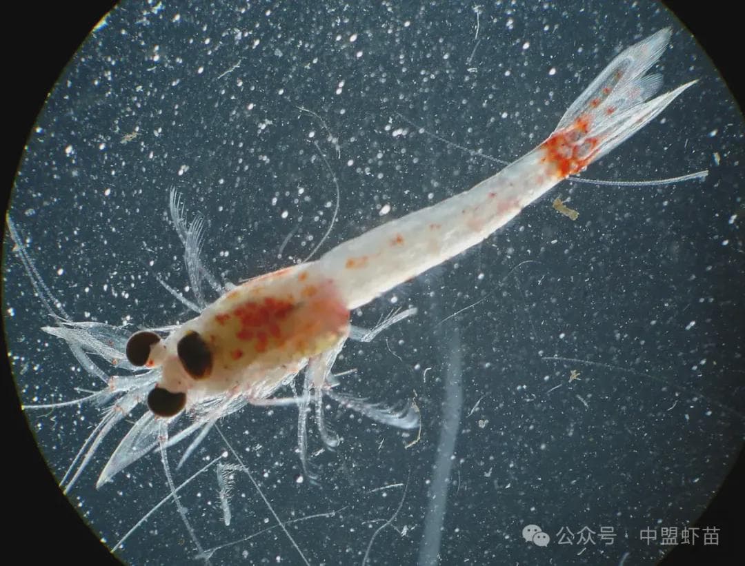最新研究：糠虾粉可完全替代鱼粉，促进南美白对虾生长