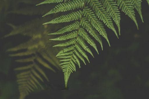 中国十大名红茶：从滇红到祁红，品味红茶文化的独特魅力