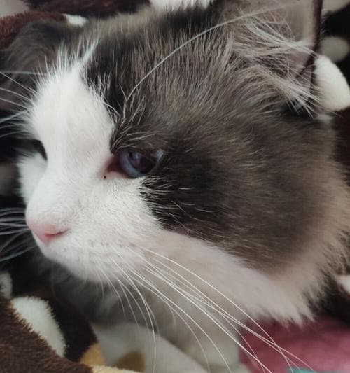 如何清理猫咪眼屎（掌握清理技巧，保持宠物健康）