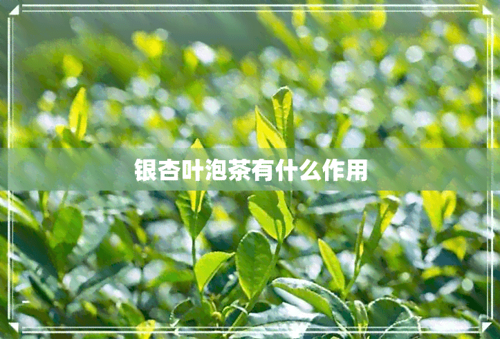 银杏叶泡茶的功效与副作用：全面解析及其禁忌