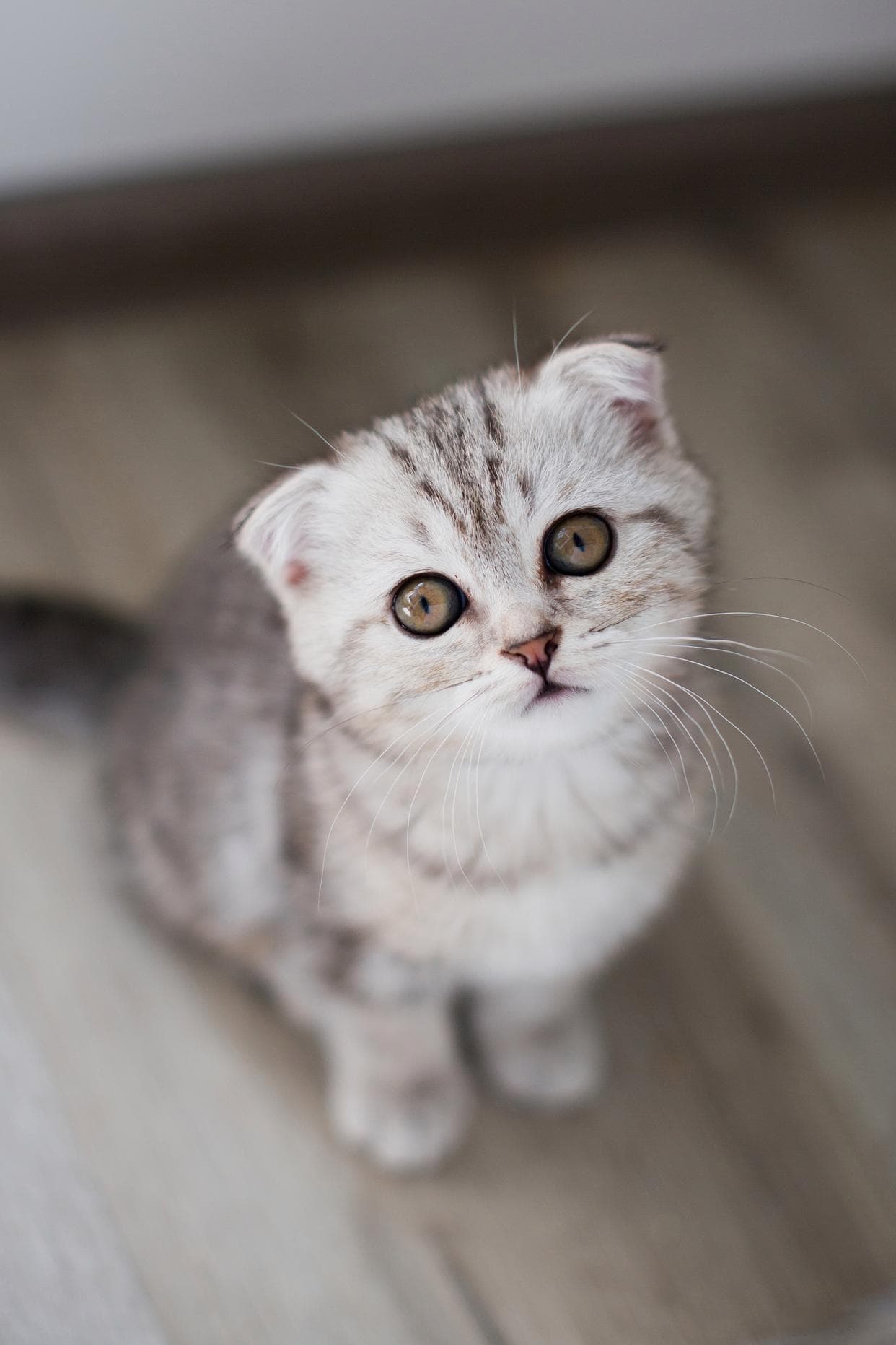 折耳猫健康隐患多，这些饲养要点请收好