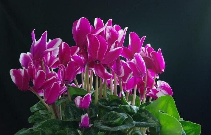 仙客来花期超长，湿润不积水，养好一盆顶五盆