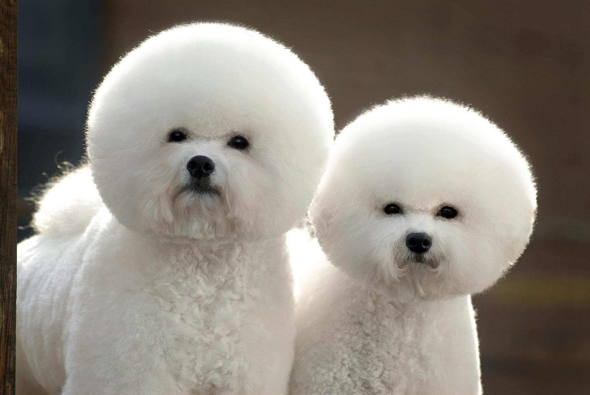 比熊犬：小巧可爱、温柔亲人的宠物伴侣