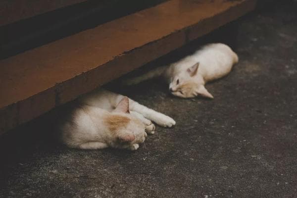 两只猫多久能和谐相处（如何帮助家里的两只猫和平共处）