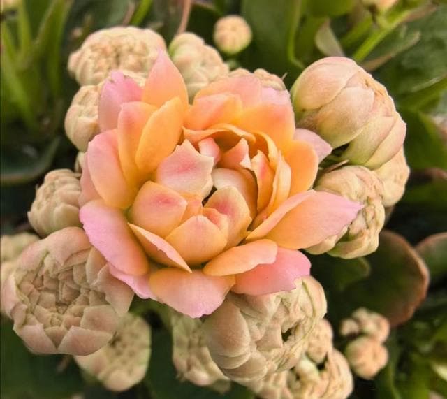 秋冬季养长寿花的3大好处，性价比高，观花期有150天