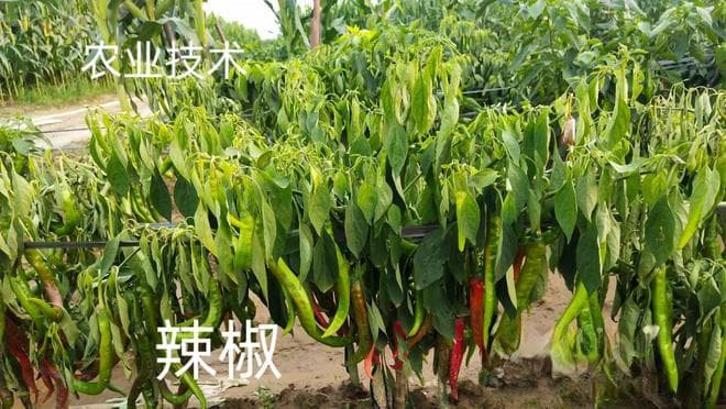辣椒叶子卷曲，是什么原因引起的？如何防治？