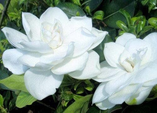 栀子花掉花苞怎么办？四大实用解决方案