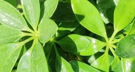 如何合理配土种植鸭脚木（从土壤特性到配土技巧全解析）