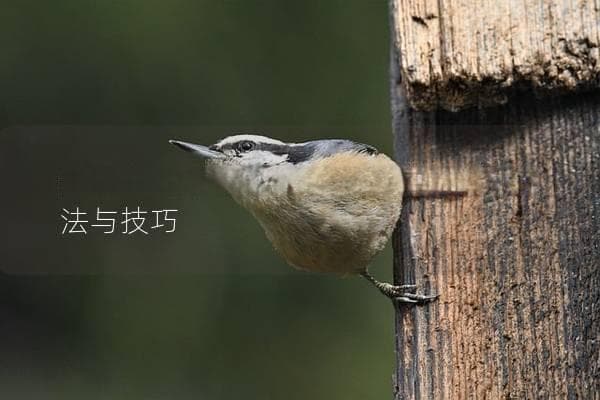 鹦鹉怎么做好吃，教你几种美味的做法与技巧