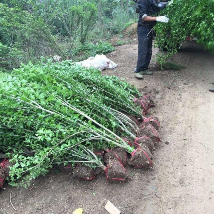 结香花的栽培与管理指南