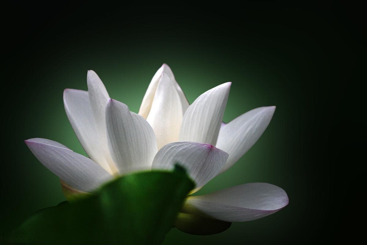 埃及的国花， 神秘古埃及——莲花