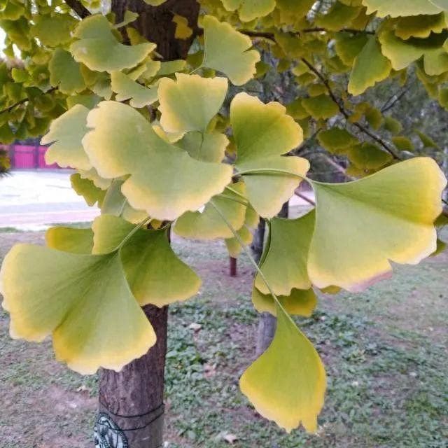银杏树果子有毒，为何还满大街都有种植？别再用银杏叶泡水喝了