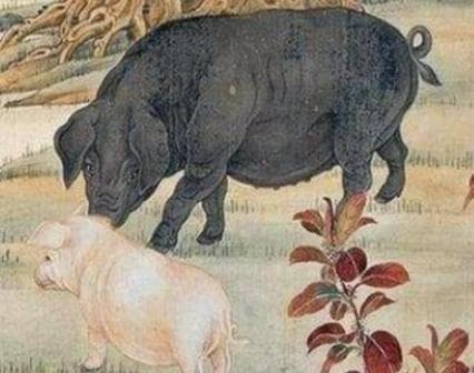古代猪肉的味道：历史与美食的交织