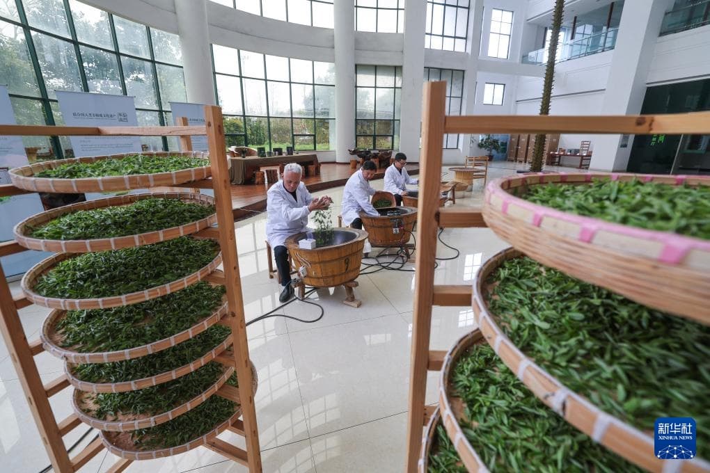 浙江金华：千年贡茶婺州举岩开启春季采收炒制