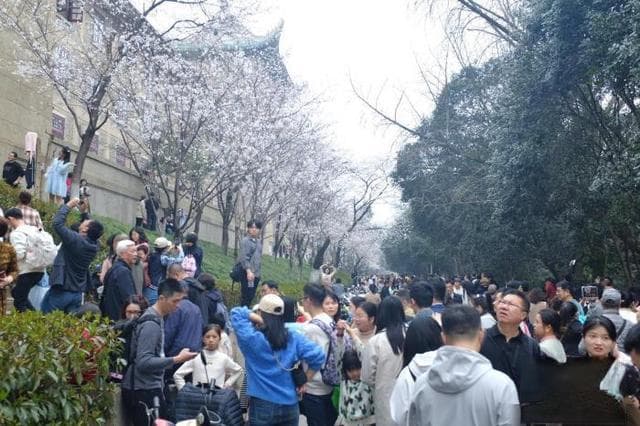 武汉大学发布赏樱政策 公众需预约入校