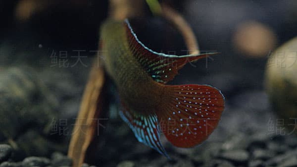 中国斗鱼：圆尾斗鱼与叉尾斗鱼的特征与饲养要点