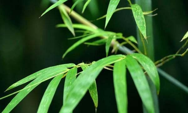 深圳光明区景点推荐：虹桥公园、鹅颈水湿地公园等