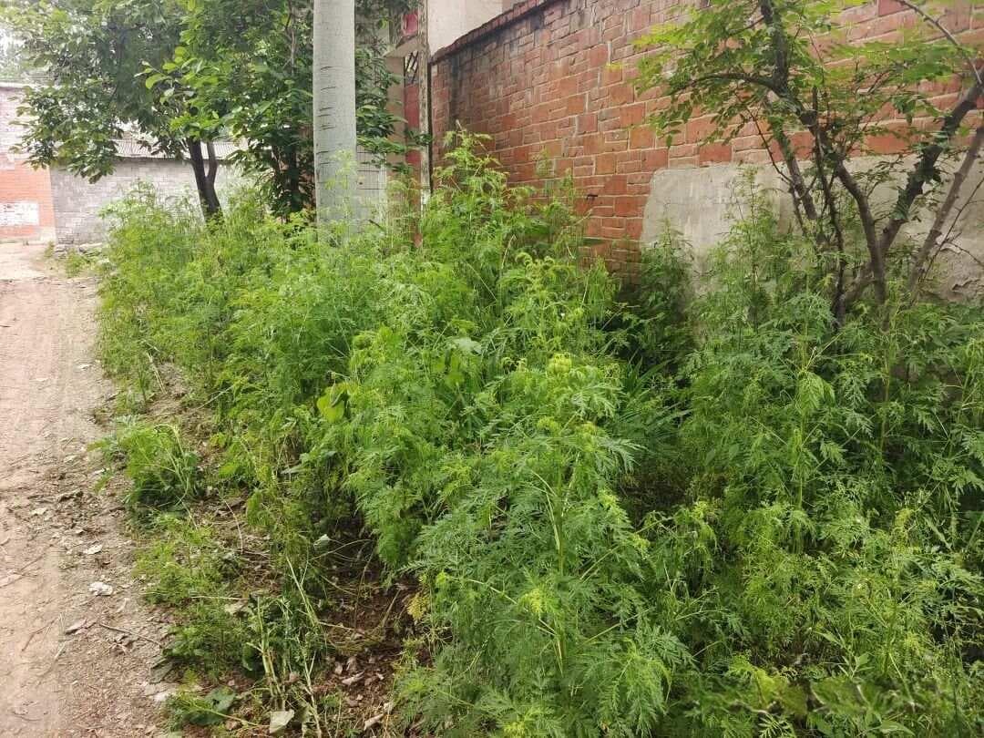 草甘膦和草铵膦都是灭生性除草剂，但效果差距大，选对药才能保效果