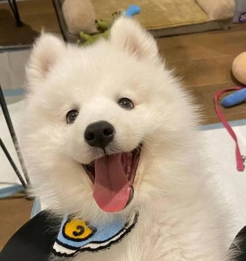 萨摩耶犬养护全攻略：15个关键技巧让你的爱犬健康快乐