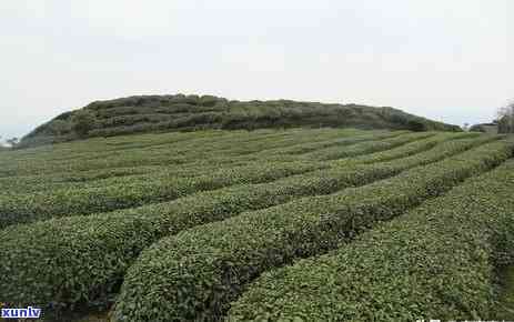 春茶都有哪些，探秘春茶：了解今年春有哪些茶叶品种值得一试