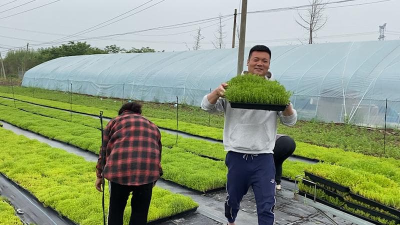佛甲草种植与养护全攻略
