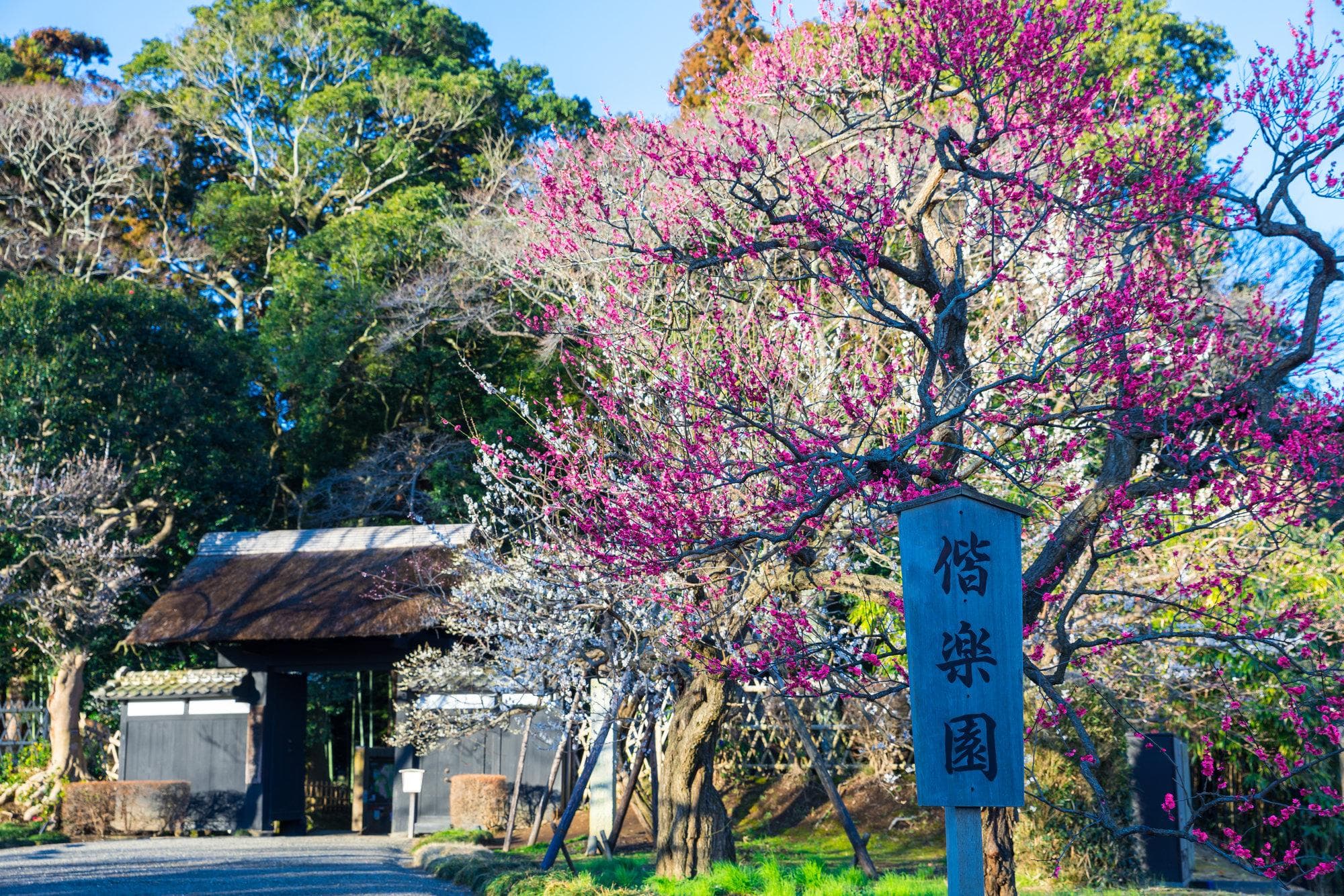除了樱花，日本还有这些绝美花海：从北海道到冲绳