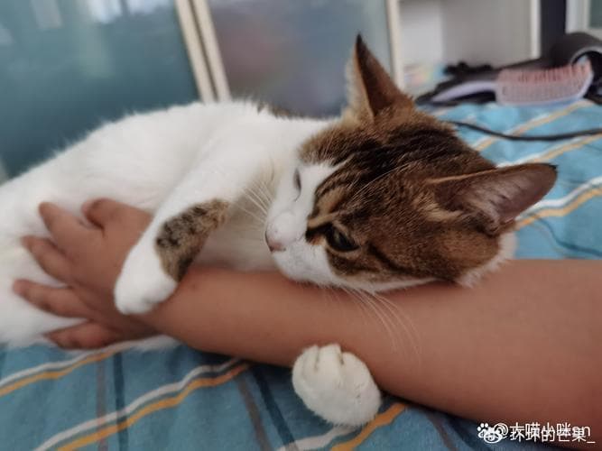 猫咪喜欢睡在你身边，除了爱你，还有这些原因！