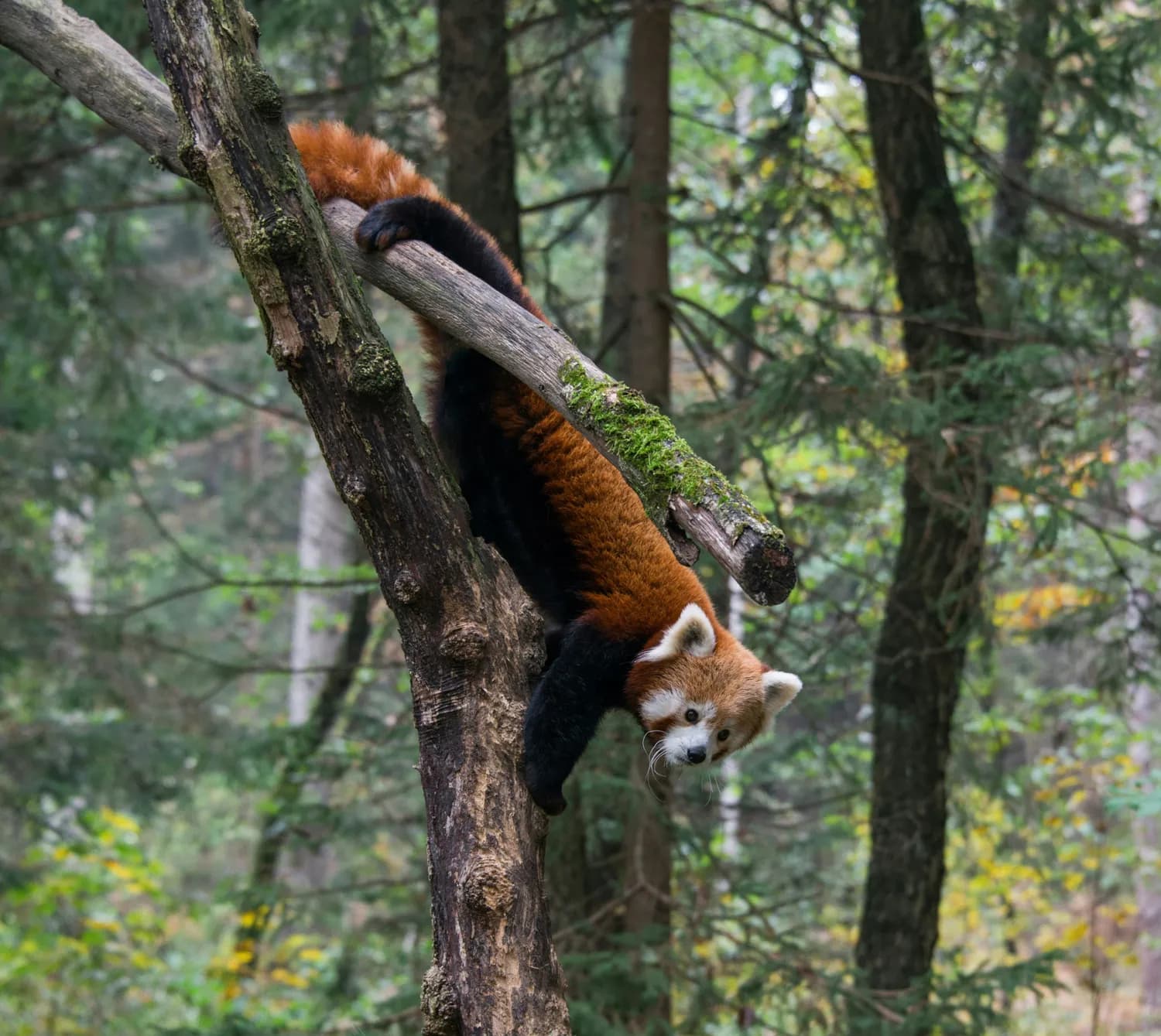 普洱太阳河森林公园里的小熊猫萌翻了！