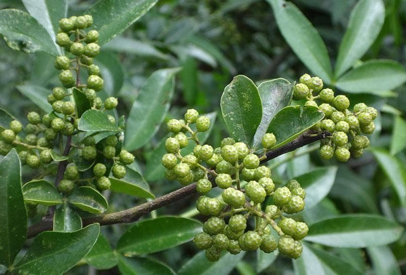 花椒树种植条件和养护管理技术方法