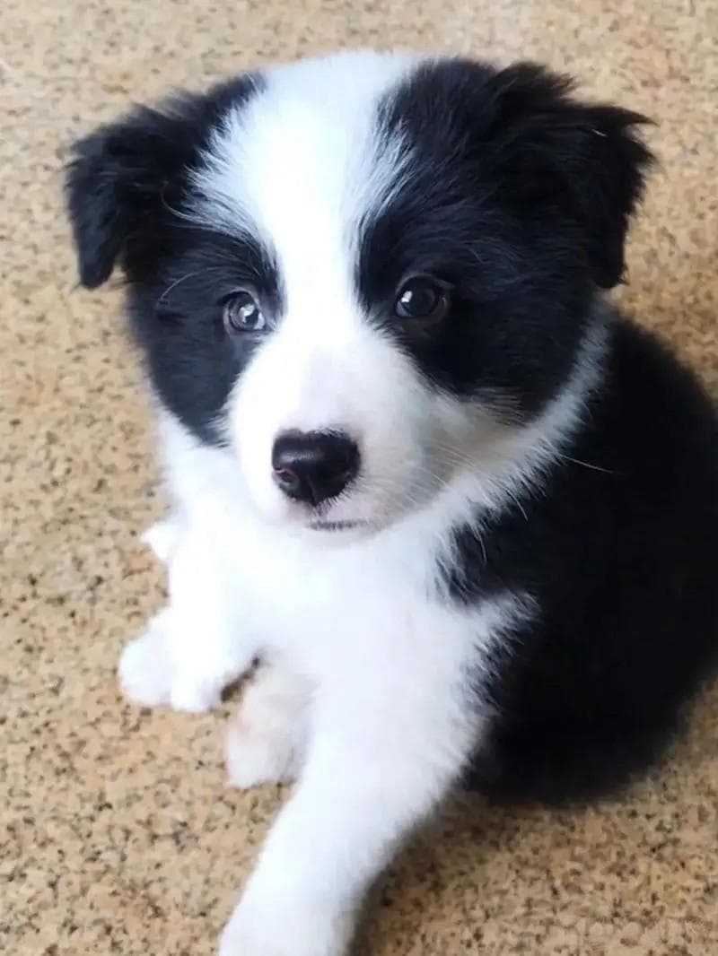 边牧犬选购攻略：从血统到性格的全方位指南