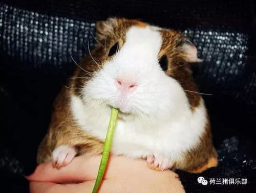 荷兰猪的指甲怎么剪
