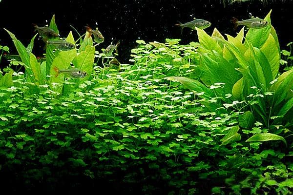 天胡荽：一种常见的水族造景水草