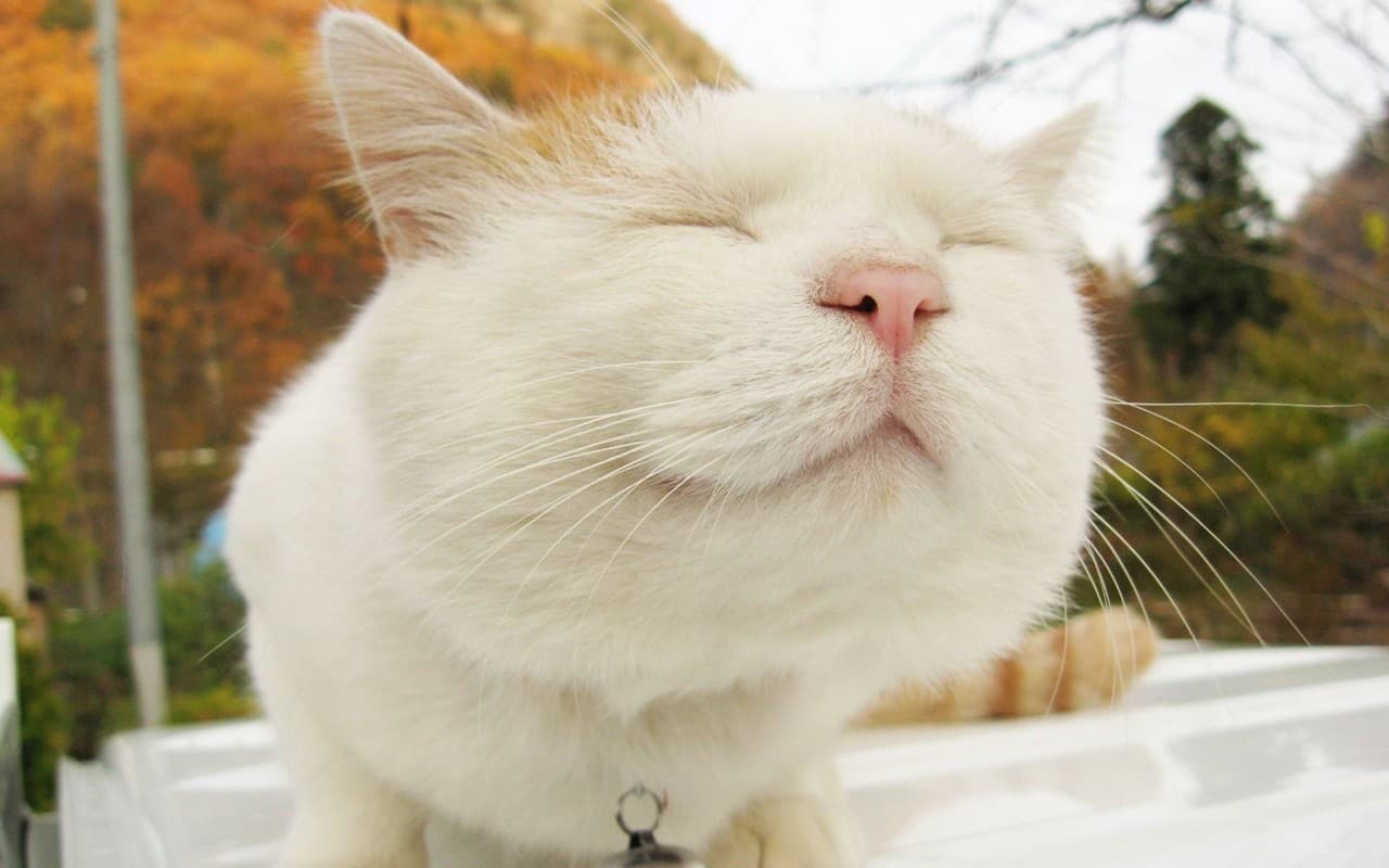 给猫咪拍摄的镜头，技巧都有哪些呢？