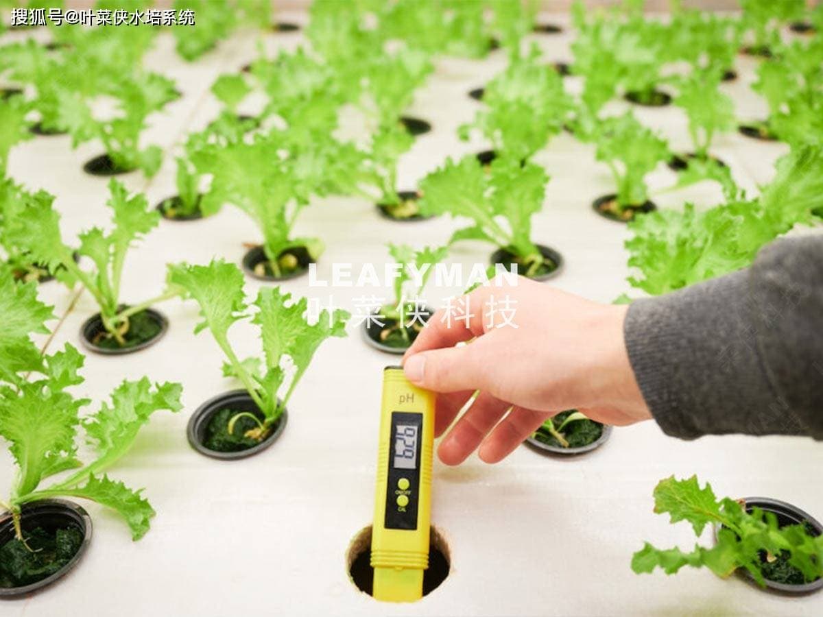 DFT水培系统中生菜生长的水分和养分供应指南