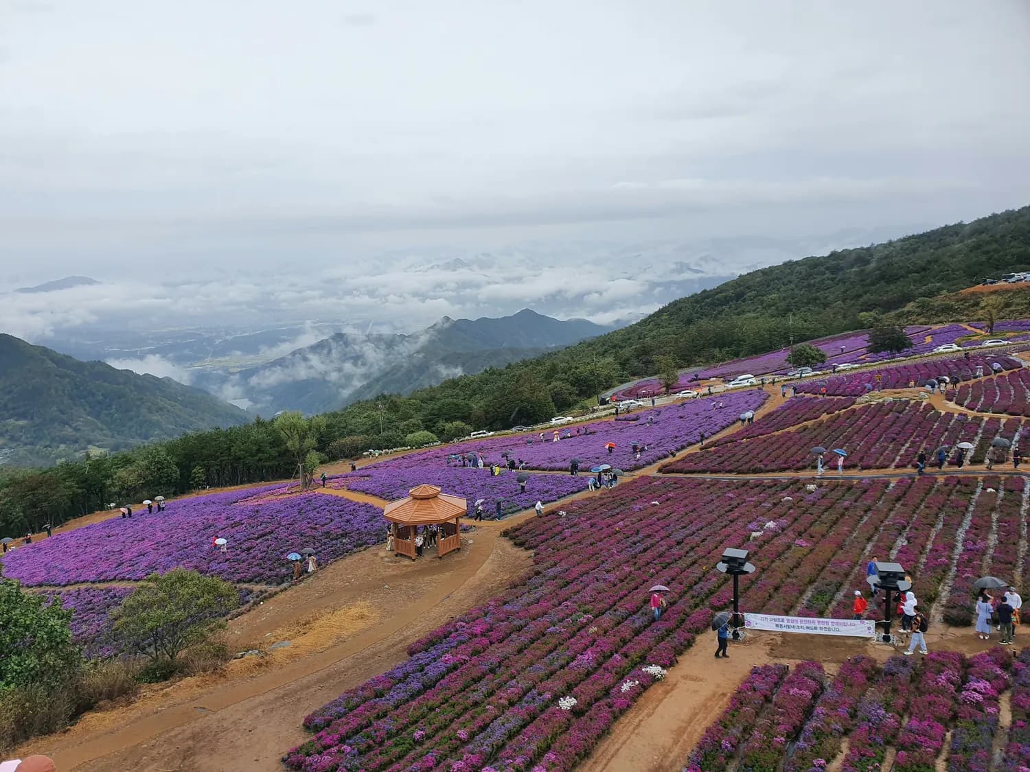 中山赏花攻略：云梯山&欣圃生态农场