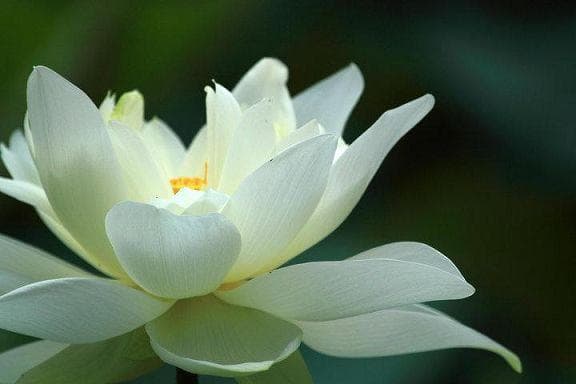 大乘佛教经典：《妙法莲华经》的功德妙用