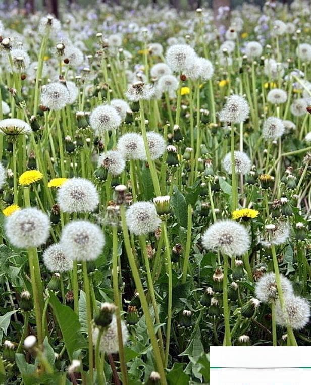 蒲公英的花语和象征